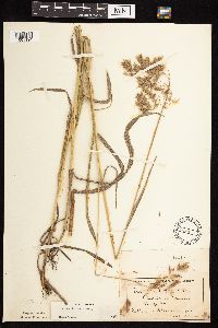 Bromus kalmii image