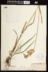Bromus kalmii image