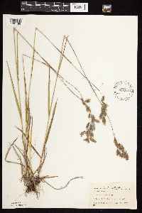 Bromus kalmii image