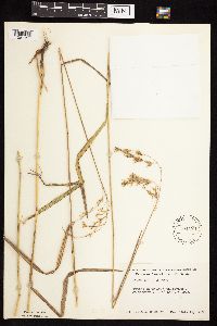 Bromus kalmii image