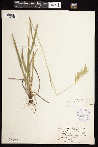 Bromus kalmii image