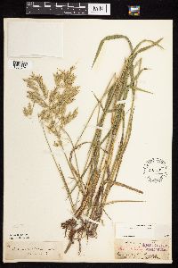 Bromus kalmii image