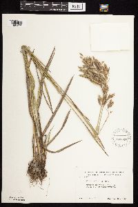 Bromus kalmii image