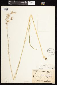 Bromus kalmii image
