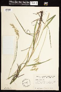 Bromus kalmii image
