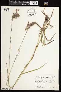 Bromus kalmii image