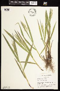 Bromus kalmii image