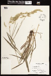 Bromus kalmii image