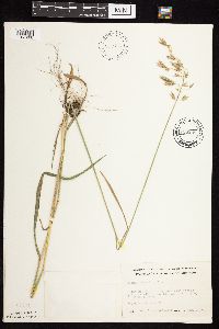 Bromus kalmii image