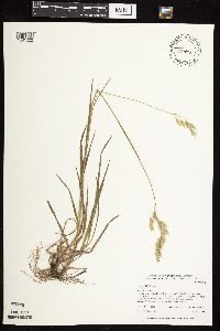 Bromus kalmii image