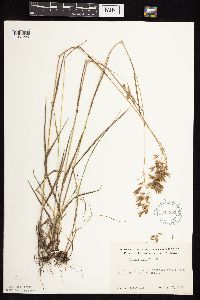 Bromus kalmii image