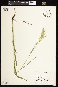 Bromus kalmii image