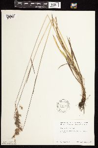 Bromus kalmii image
