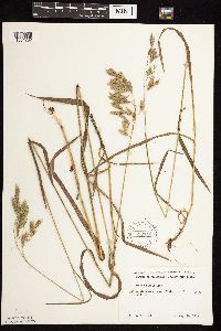 Bromus kalmii image