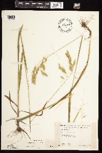 Bromus kalmii image