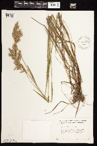 Bromus kalmii image