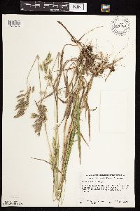 Bromus kalmii image