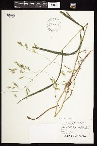 Bromus latiglumis image
