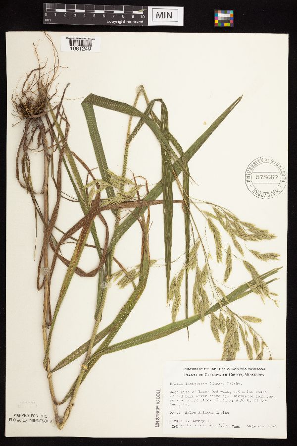 Bromus latiglumis image