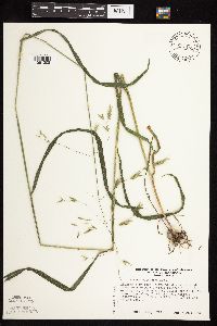 Bromus pubescens image