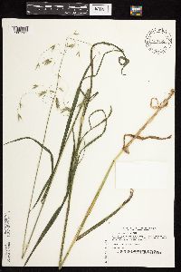 Bromus pubescens image