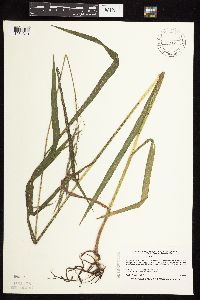 Bromus pubescens image