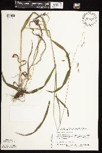 Bromus pubescens image