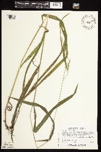 Bromus pubescens image