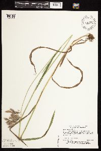 Bromus kalmii image
