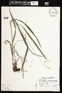 Bromus pubescens image