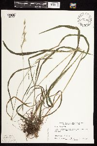 Bromus pubescens image
