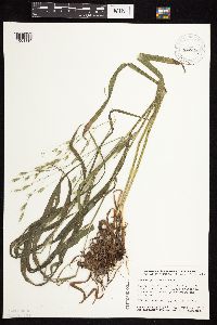 Bromus pubescens image