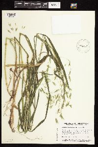 Bromus pubescens image