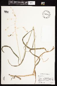 Bromus pubescens image