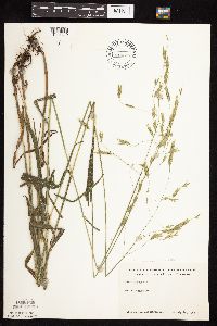 Bromus pubescens image