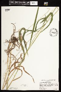 Bromus pubescens image