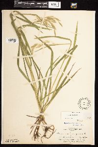 Bromus pubescens image