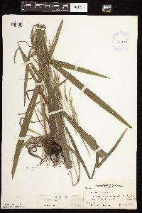 Bromus pubescens image