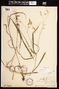 Bromus pubescens image