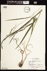 Bromus pubescens image