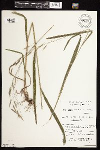 Bromus pubescens image