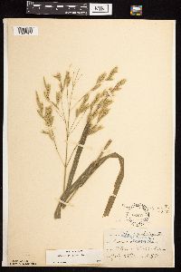 Bromus pubescens image