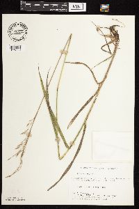 Bromus inermis image