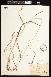 Bromus pubescens image