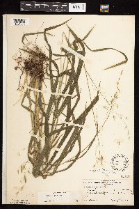 Bromus pubescens image