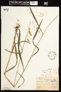 Bromus pubescens image