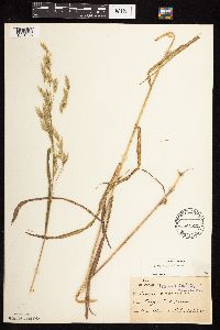 Bromus pubescens image