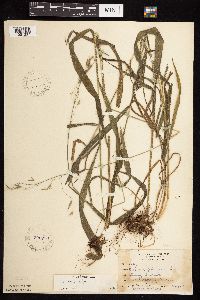 Bromus pubescens image