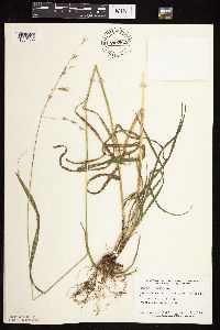 Bromus pubescens image