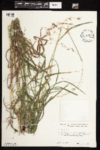 Bromus pubescens image